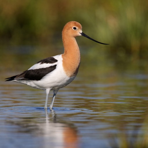 American Avocet Breeding
