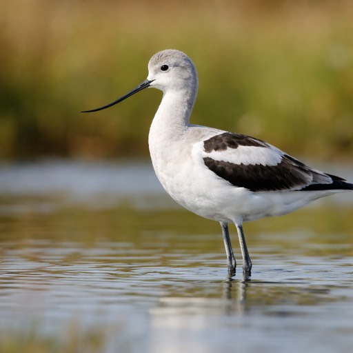 American Avocet Nonbreeding