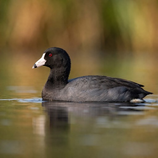 American Coot M