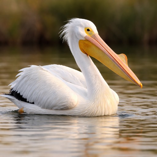 American White Pelican M