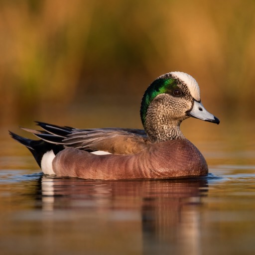 American Wigeon M