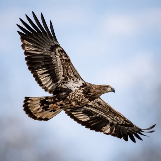 Bald Eagle Immature Flight