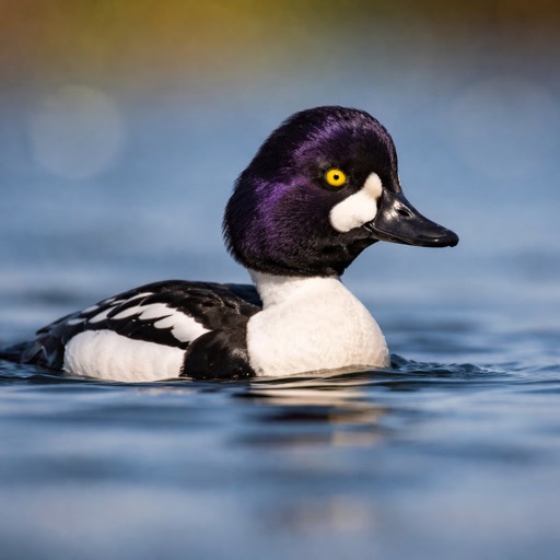 Barrow's Goldeneye M