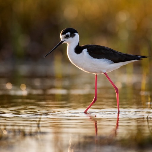 Black-necked Stilt M