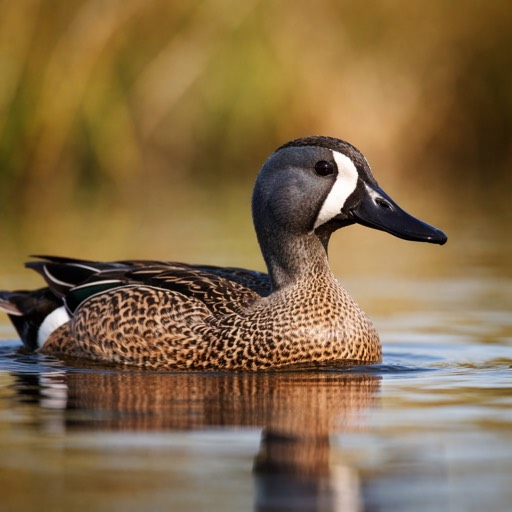 Blue-winged Teal M