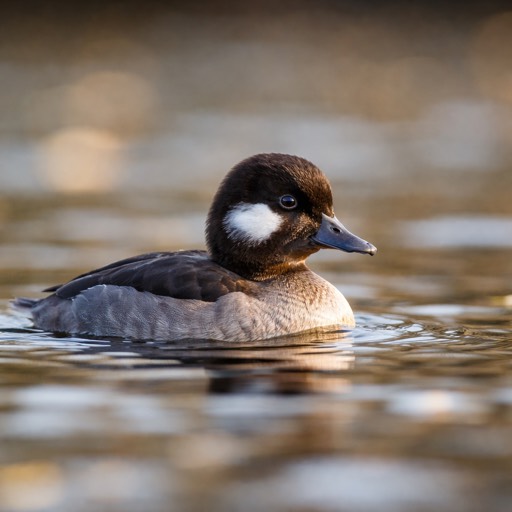 Bufflehead F