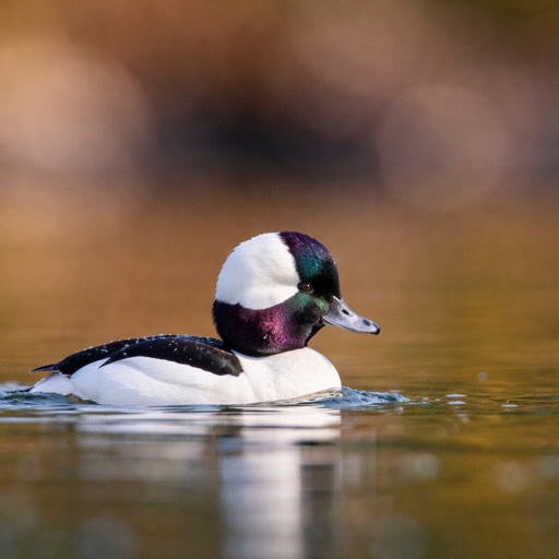 Bufflehead M