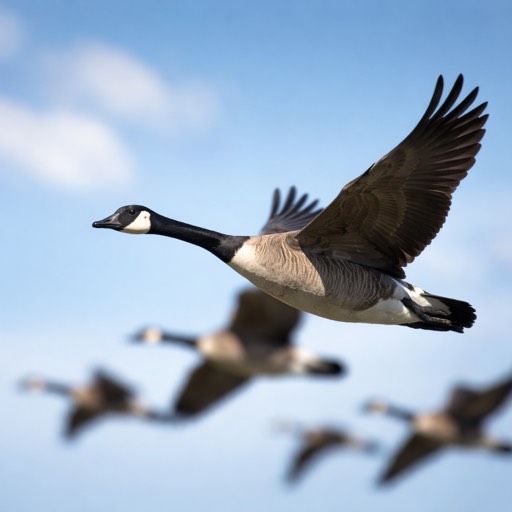 Canada Goose M
