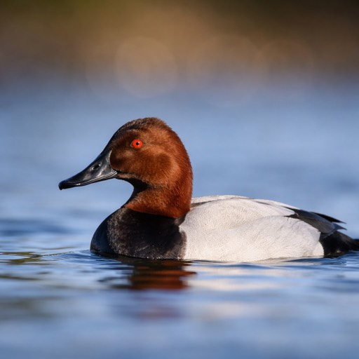 Canvasback M