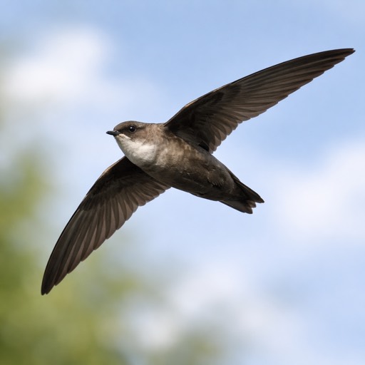 Chimney Swift M