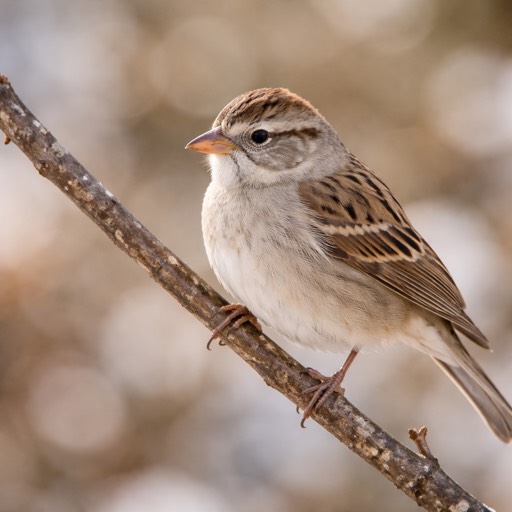 Chipping Sparrow Nonbreeding