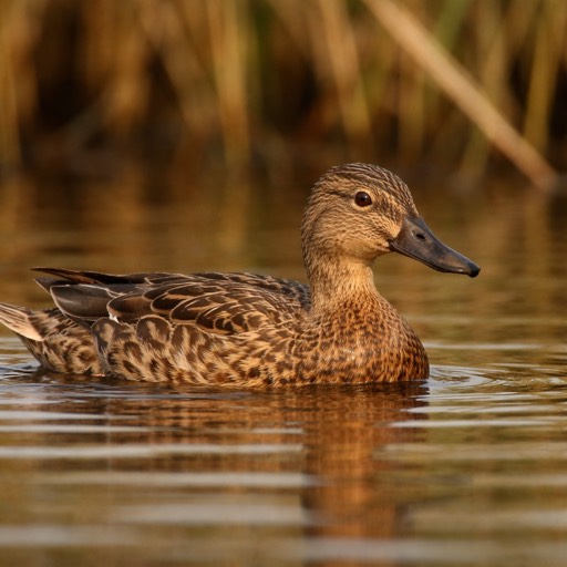 Cinnamon Teal F