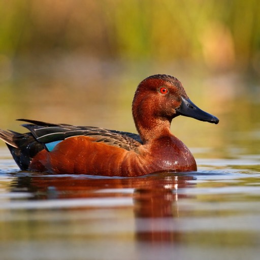Cinnamon Teal M