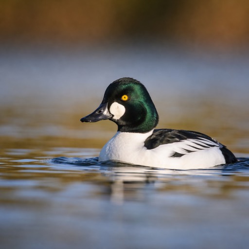 Common Goldeneye M