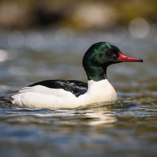 Common Merganser M