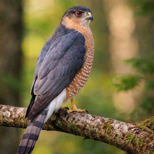 Cooper's Hawk M Perch