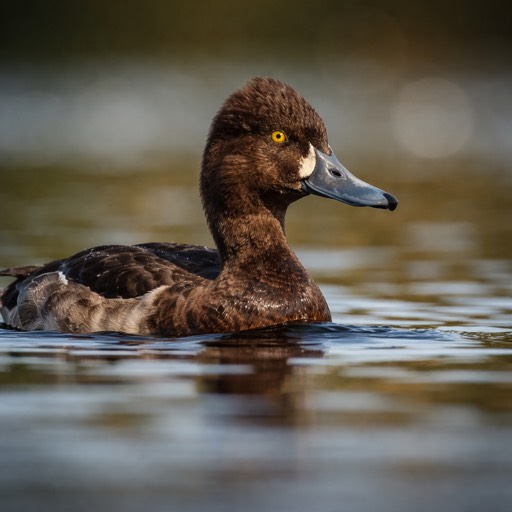 Lesser Scaup F