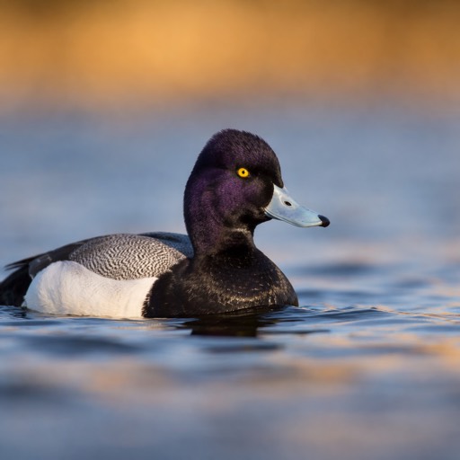 Lesser Scaup M