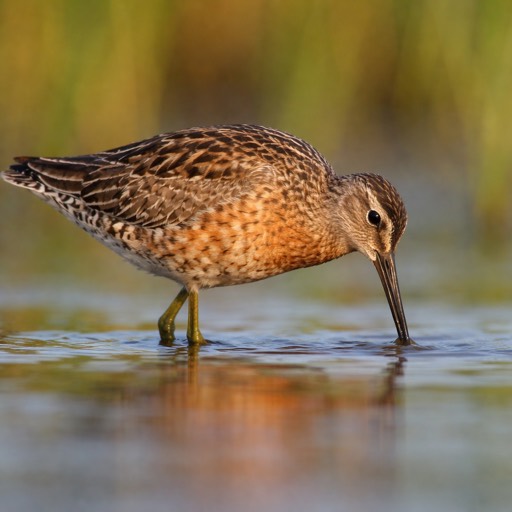 Long-billed Dowitcher M