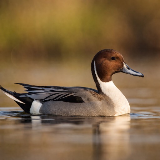 Northern Pintail M
