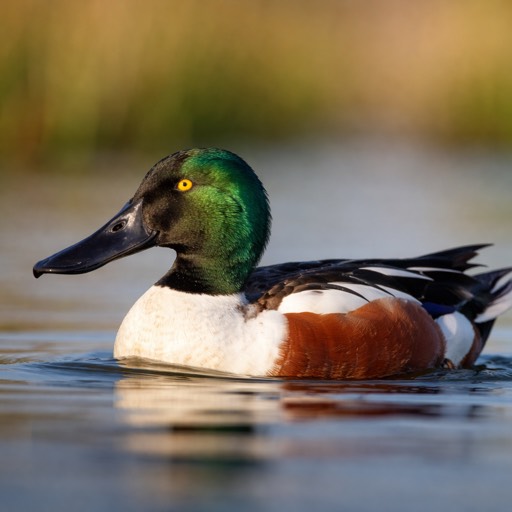 Northern Shoveler M