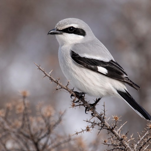 Northern Shrike M