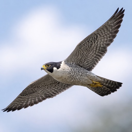 Peregrine Falcon M Flight