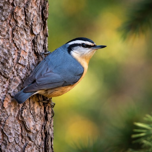 Red-breasted Nuthatch M