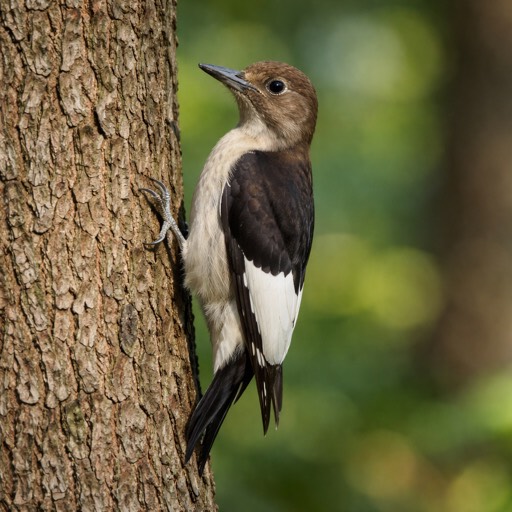 Red-headed Woodpecker Juvenile