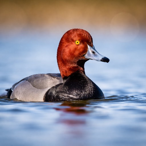 Redhead M