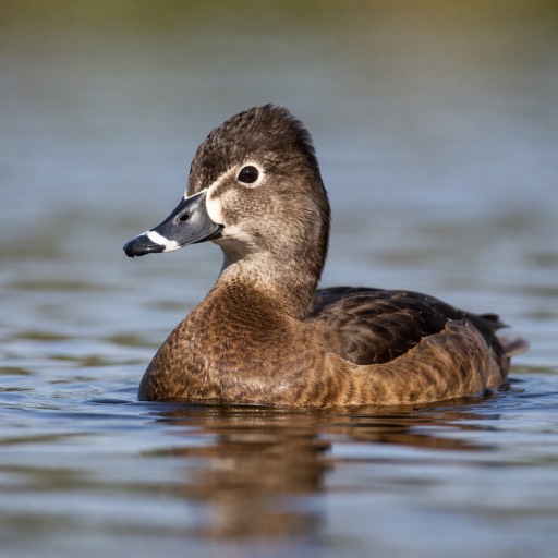 Ring-necked Duck F