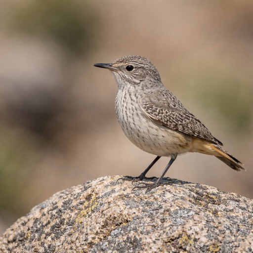 Rock Wren M