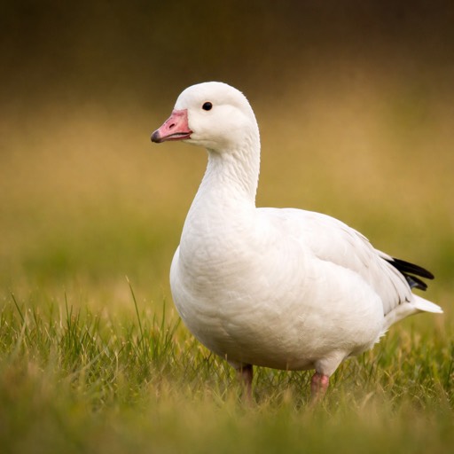 Ross's Goose M