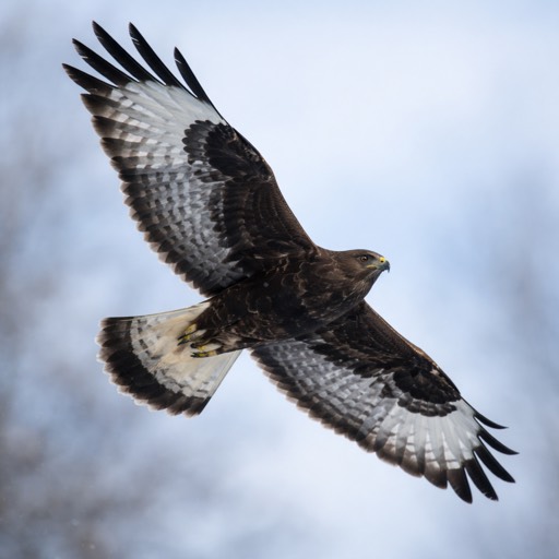 Rough-legged Hawk Dark Flight