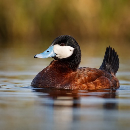 Ruddy Duck M Breeding