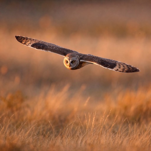 Short-eared Owl M Flight
