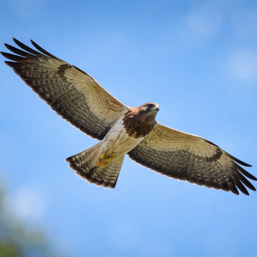 Swainson's Hawk Light Flight