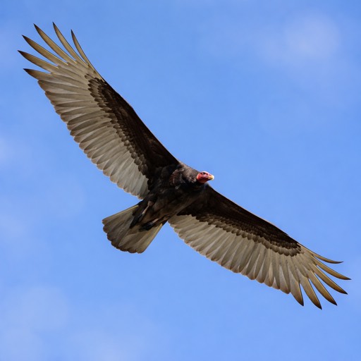 Turkey Vulture Flight