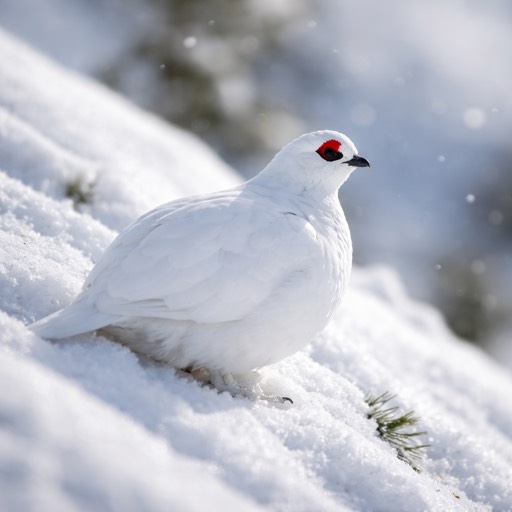 White-tailed Ptarmigan Winter