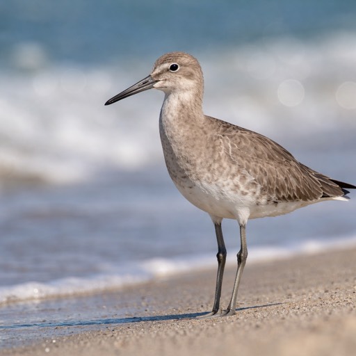 Willet Standing