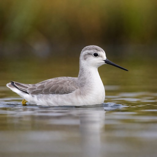 Wilson's Phalarope Nonbreeding